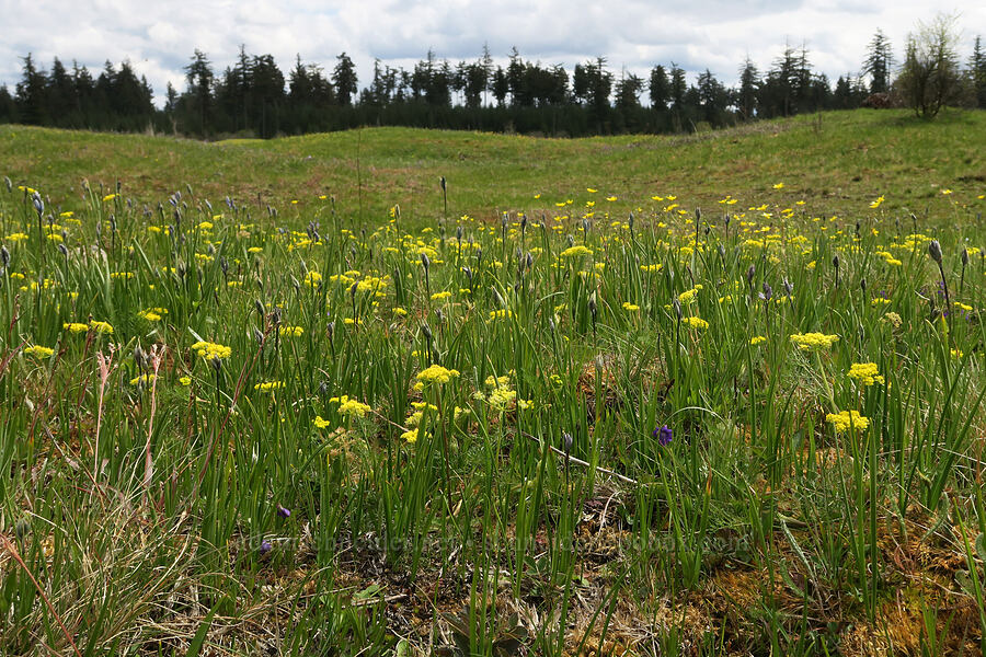 spring-gold parsley & budding camas (Lomatium utriculatum, Camassia quamash) [Mima Mounds Natural Area Preserve, Thurston County, Washington]