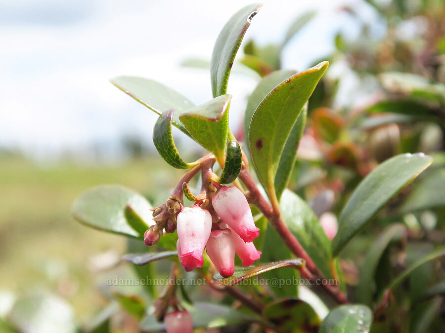 kinnickinnick (bearberry) flowers (Arctostaphylos uva-ursi) [Mima Mounds Natural Area Preserve, Thurston County, Washington]