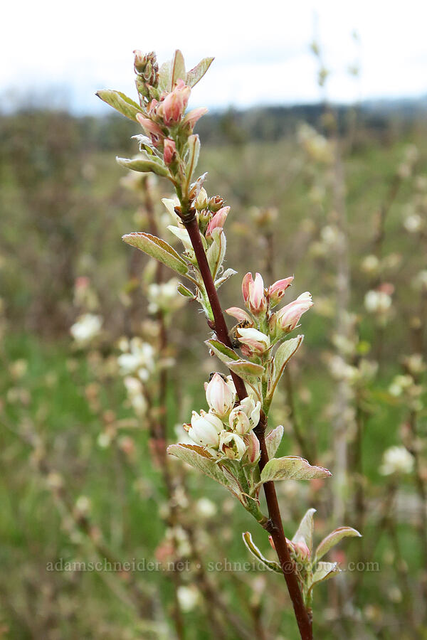 serviceberry, budding (Amelanchier alnifolia) [Mima Mounds Natural Area Preserve, Thurston County, Washington]