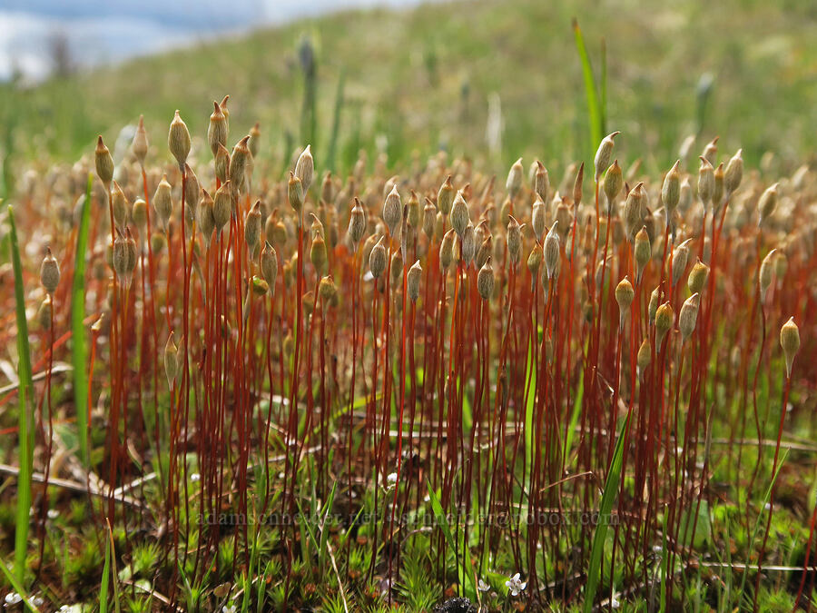 hair-cap moss (Polytrichum sp.) [Mima Mounds Natural Area Preserve, Thurston County, Washington]