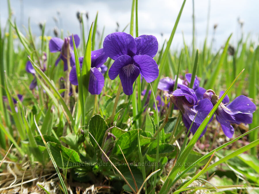 early blue violets (Viola adunca) [Mima Mounds Natural Area Preserve, Thurston County, Washington]
