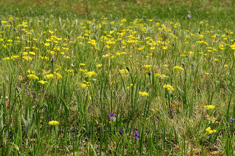 wildflowers (Ranunculus occidentalis, Lomatium utriculatum, Viola adunca) [Mima Mounds Natural Area Preserve, Thurston County, Washington]
