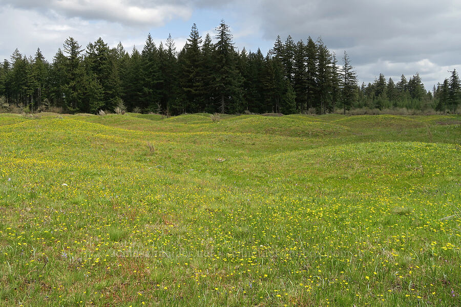 Mima Mounds [Mima Mounds Natural Area Preserve, Thurston County, Washington]