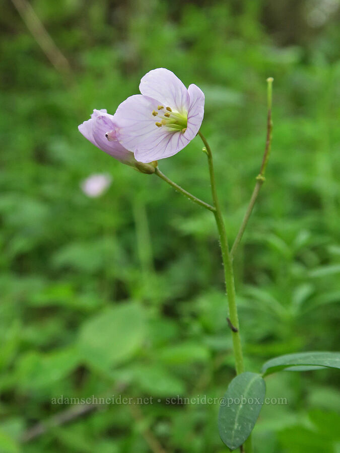 oaks toothwort (Cardamine nuttallii) [Mima Mounds Natural Area Preserve, Thurston County, Washington]
