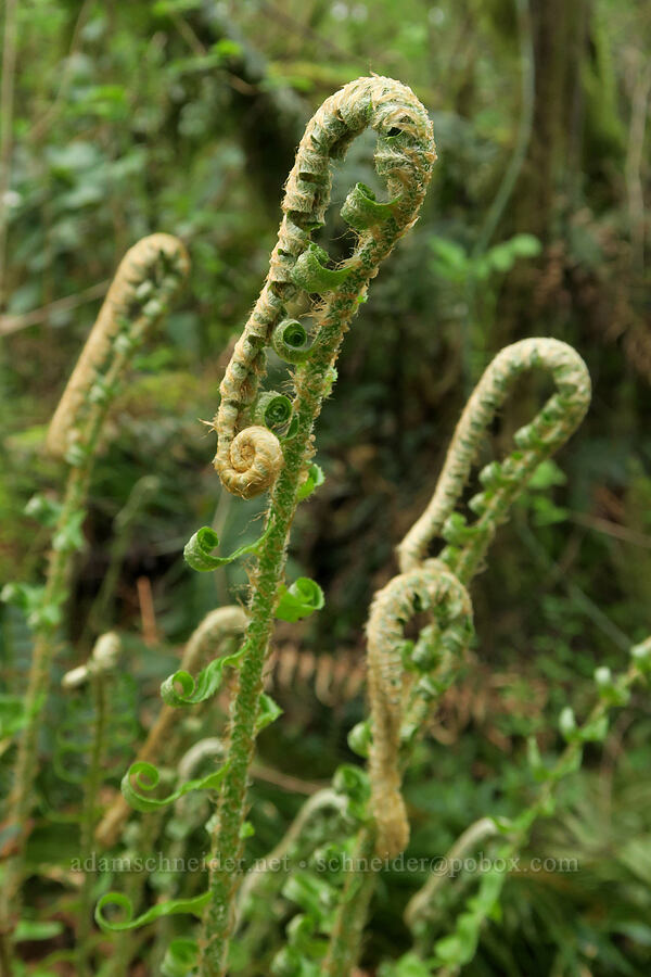 sword ferns, unfurling (Polystichum munitum) [Mima Mounds Natural Area Preserve, Thurston County, Washington]