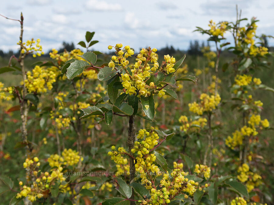 tall Oregon-grape flowers (Mahonia aquifolium (Berberis aquifolium)) [Scatter Creek Wildlife Area, Thurston County, Washington]