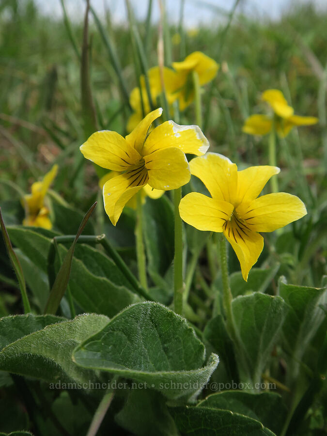 upland yellow violets (Viola praemorsa (Viola nuttallii var. praemorsa)) [Scatter Creek Wildlife Area, Thurston County, Washington]
