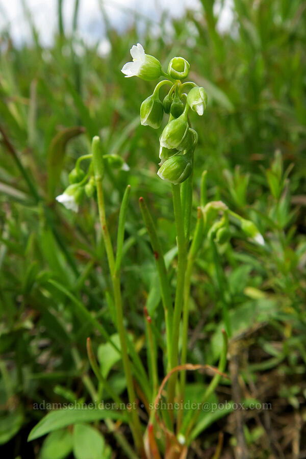 line-leaf montia (Montia linearis (Claytonia linearis)) [Scatter Creek Wildlife Area, Thurston County, Washington]