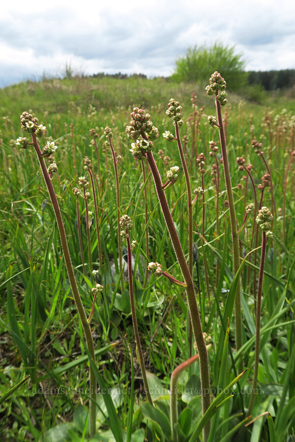 Oregon saxifrage (Micranthes oregana (Saxifraga oregana)) [Scatter Creek Wildlife Area, Thurston County, Washington]