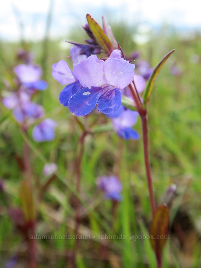 large-flowered blue-eyed-Mary (Collinsia grandiflora) [Scatter Creek Wildlife Area, Thurston County, Washington]