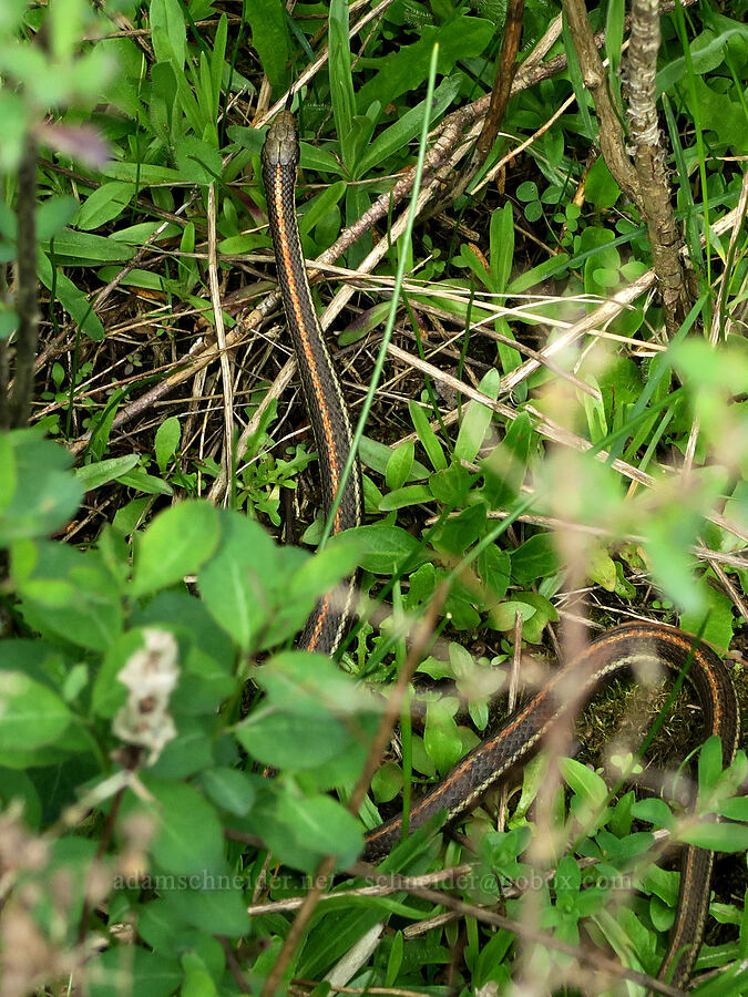 garter snake (Thamnophis ordinoides) [Scatter Creek Wildlife Area, Thurston County, Washington]