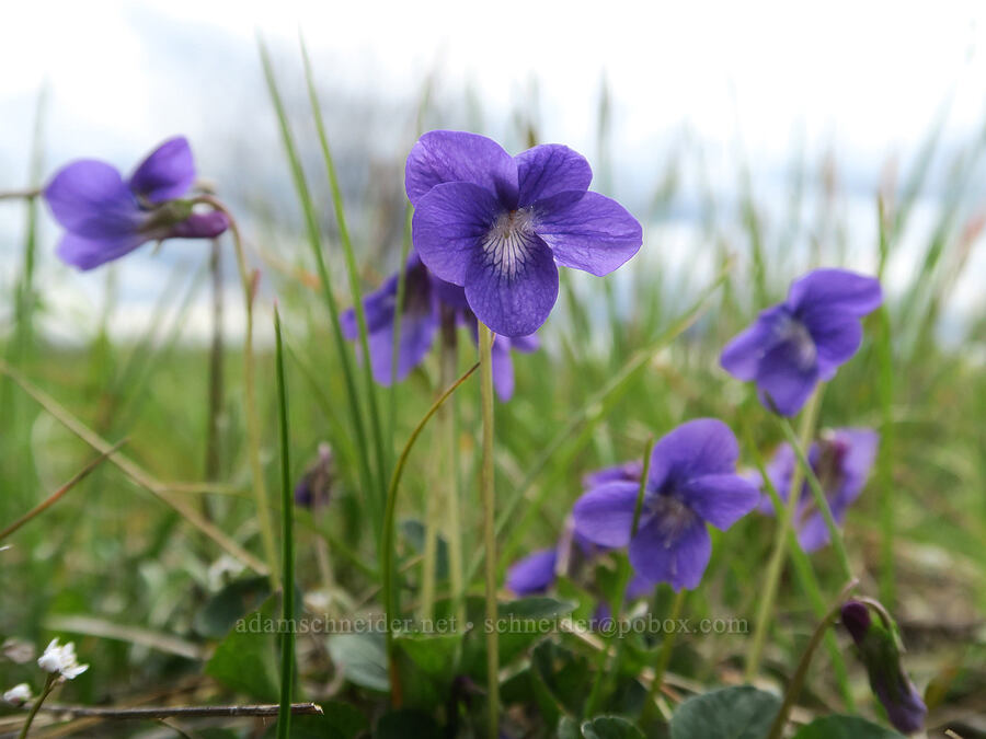 early blue violets (Viola adunca) [Scatter Creek Wildlife Area, Thurston County, Washington]