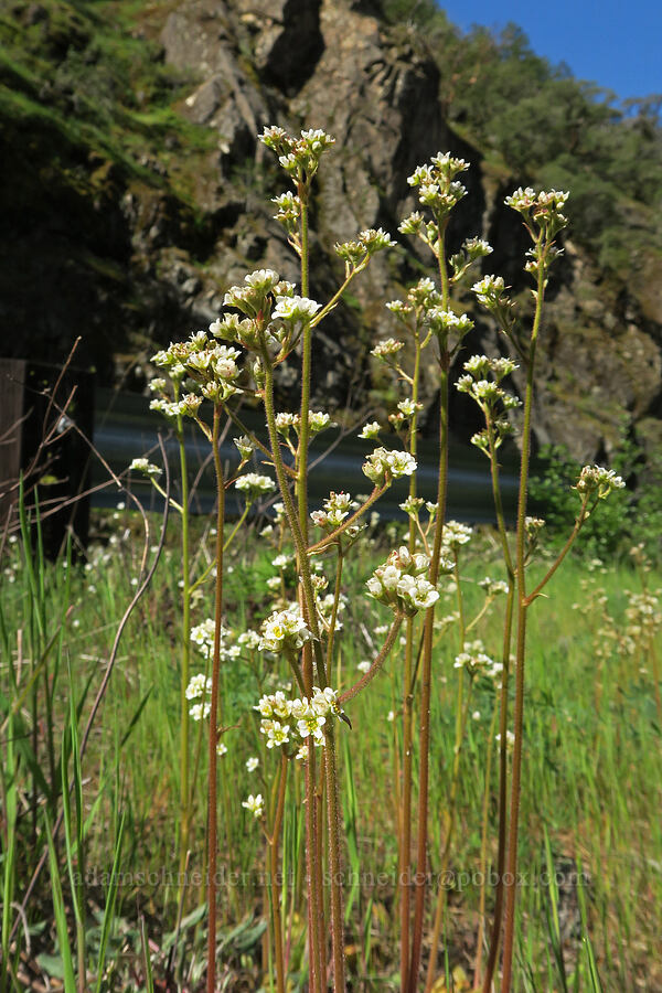 saxifrage (Micranthes sp. (Saxifraga sp.)) [Galice Road, Josephine County, Oregon]