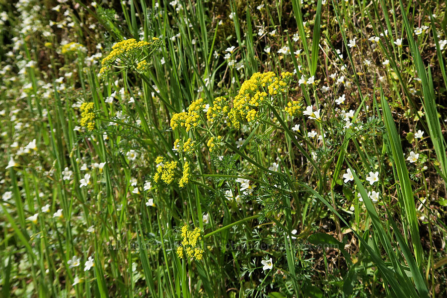 Hall's desert parsley & California mist-maidens (Lomatium hallii, Romanzoffia californica) [Galice Road, Josephine County, Oregon]