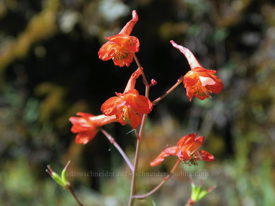 red larkspur (Delphinium nudicaule) [Galice Road, Josephine County, Oregon]