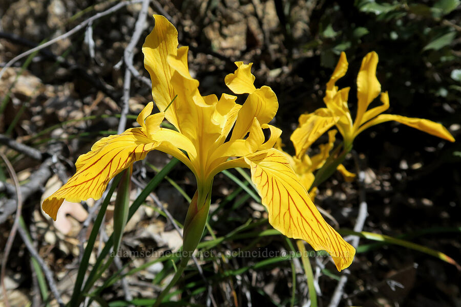 golden iris (Del Norte iris) (Iris innominata) [Mount Reuben Road, Josephine County, Oregon]