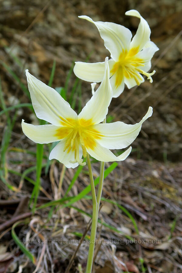 Oregon fawn lilies (Erythronium oregonum) [Galice Road, Josephine County, Oregon]