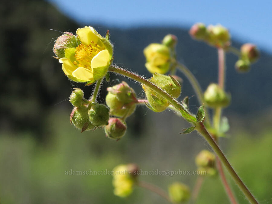 sticky cinquefoil (Drymocallis glandulosa var. glandulosa (Potentilla glandulosa)) [Grave Creek Trailhead, Josephine County, Oregon]