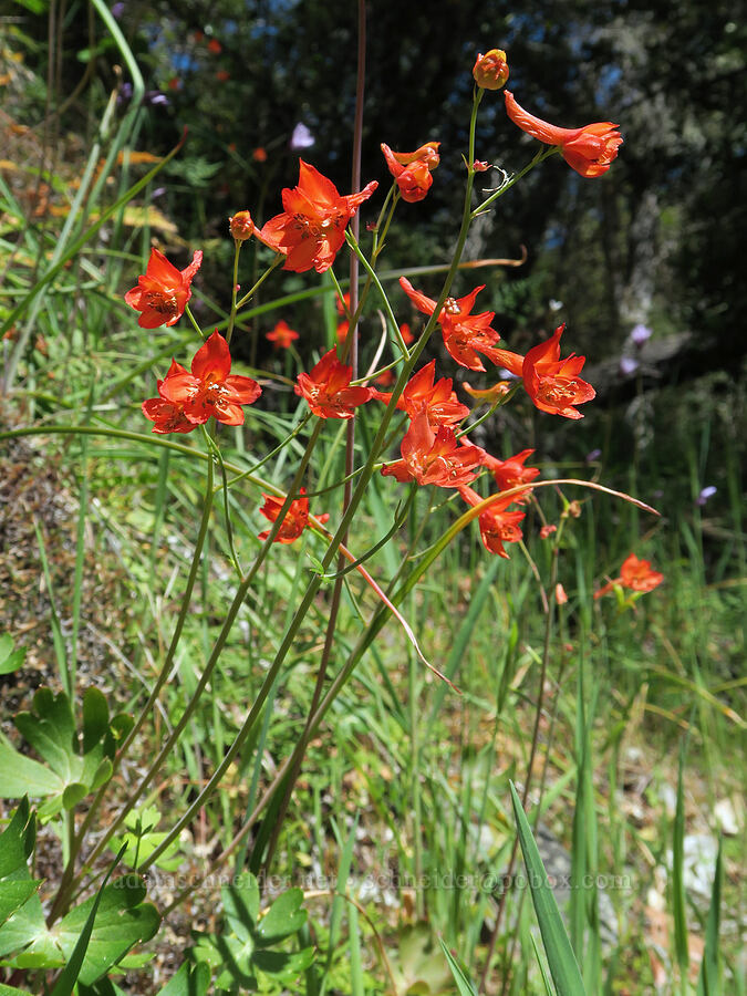 red larkspur (Delphinium nudicaule) [Rogue River Trail, Josephine County, Oregon]