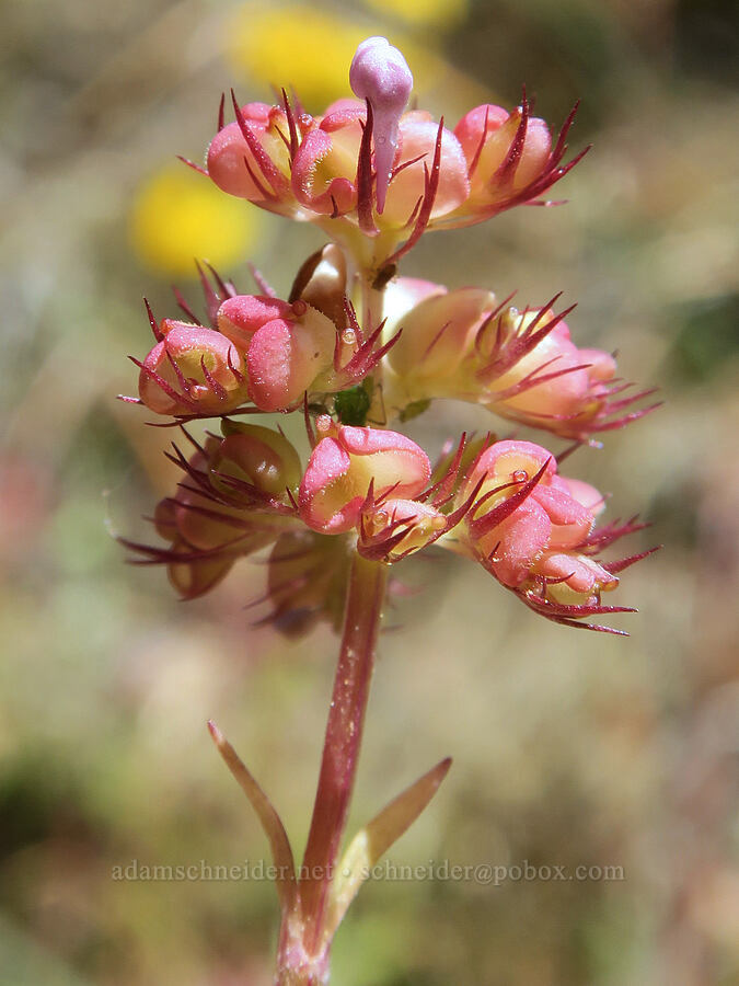 rosy plectritis, going to seed (Plectritis congesta) [Rogue River Trail, Josephine County, Oregon]
