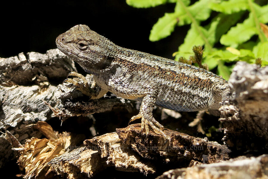 western fence lizard (Sceloporus occidentalis occidentalis) [Rogue River Trail, Josephine County, Oregon]