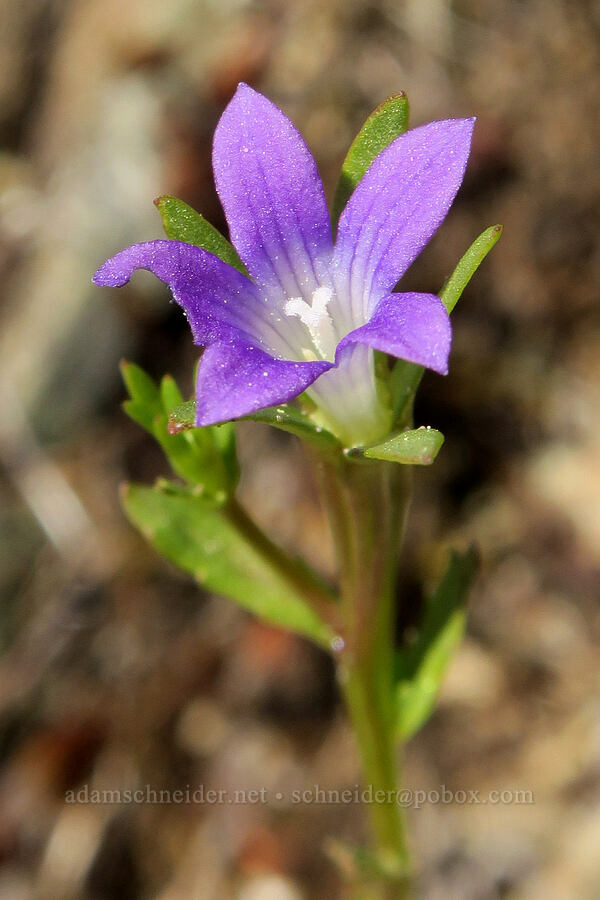 blue cup (Githopsis specularioides) [Rogue River Trail, Josephine County, Oregon]