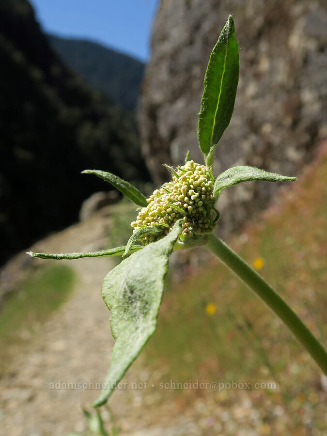 heart-leaf buckwheat, budding (Eriogonum compositum) [Rogue River Trail, Josephine County, Oregon]