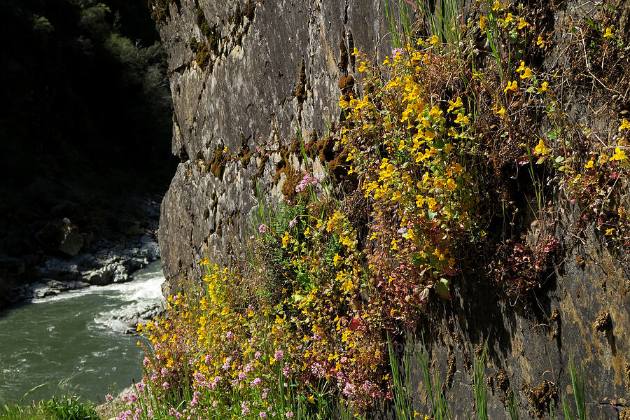 monkeyflower & plectritis (Erythranthe sp. (Mimulus sp.), Plectritis congesta) [Rogue River Trail, Josephine County, Oregon]