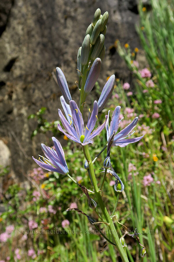 great camas (Camassia leichtlinii ssp. suksdorfii) [Rogue River Trail, Josephine County, Oregon]