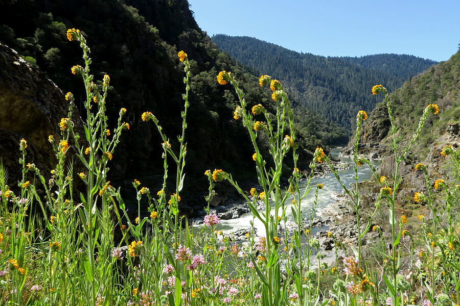 fiddleneck (Amsinckia menziesii) [Rogue River Trail, Josephine County, Oregon]
