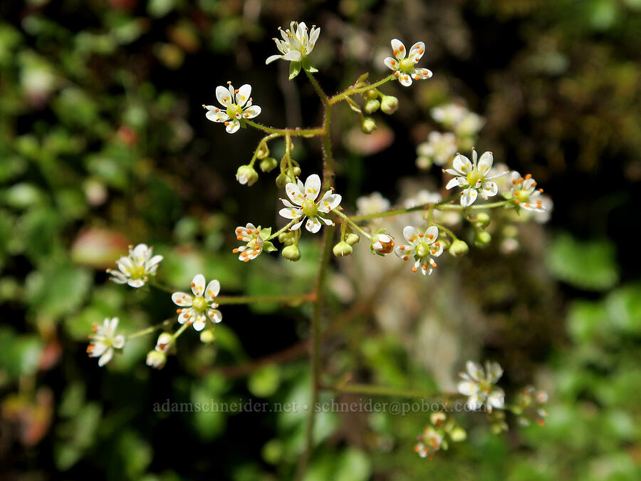 Marshall's saxifrage (Micranthes marshallii (Saxifraga marshallii)) [Rogue River Trail, Josephine County, Oregon]
