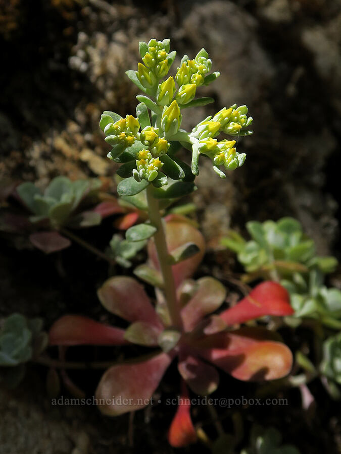broad-leaf stonecrop, budding (Sedum spathulifolium) [Rogue River Trail, Josephine County, Oregon]