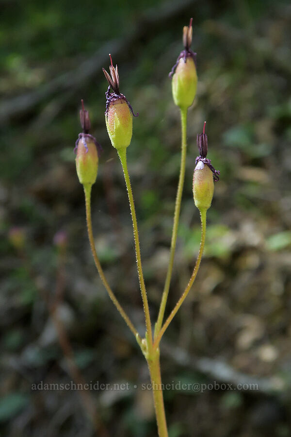 Henderson's shooting stars, going to seed (Dodecatheon hendersonii (Primula hendersonii)) [Rogue River Trail, Josephine County, Oregon]
