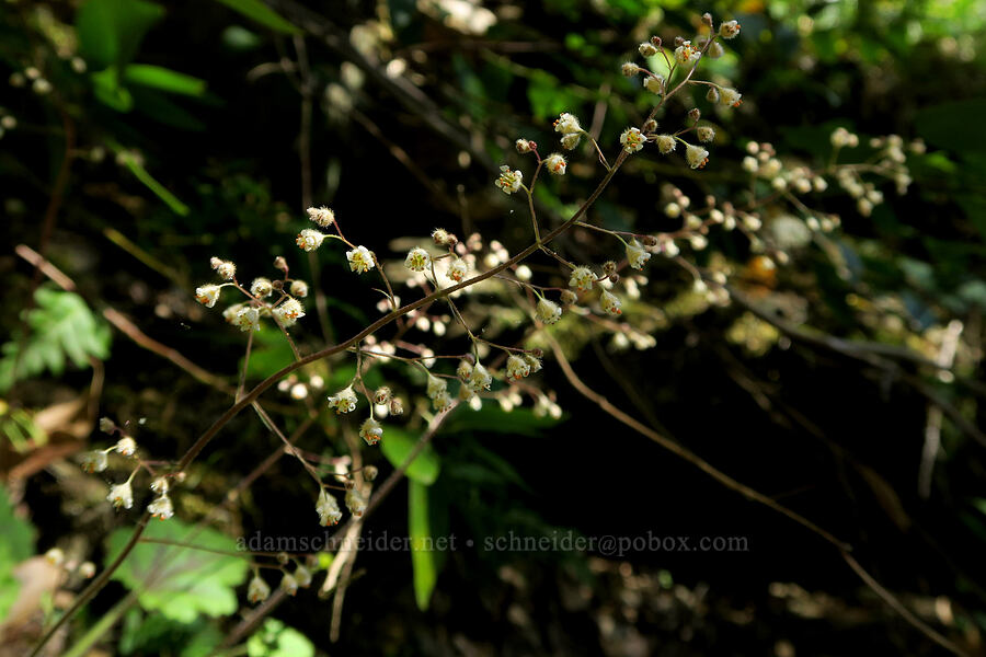 small-flowered alumroot (Heuchera micrantha) [Rogue River Trail, Josephine County, Oregon]