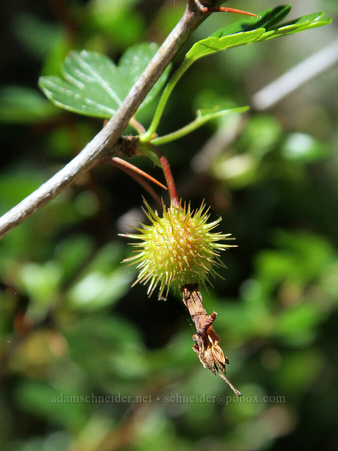 shiny-leaf gooseberry (Ribes roezlii var. cruentum (Grossularia cruenta)) [Rogue River Trail, Josephine County, Oregon]