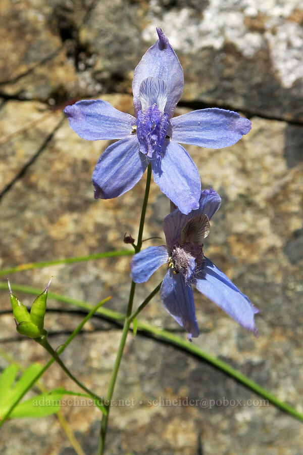 pale blue upland larkspur (Delphinium nuttallianum) [Rogue River Trail, Josephine County, Oregon]