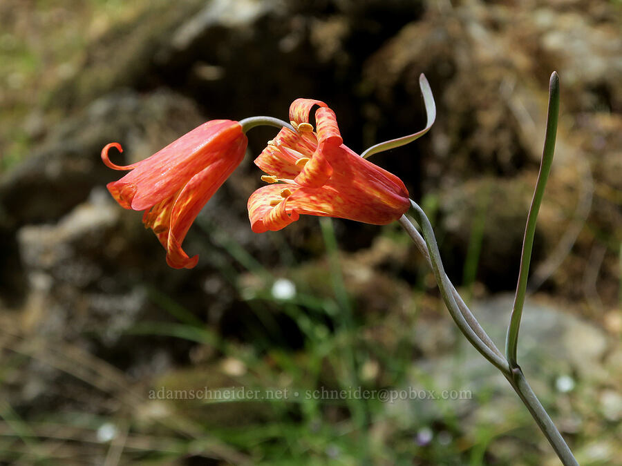 red bells (scarlet fritillary) (Fritillaria recurva) [Rogue River Trail, Josephine County, Oregon]