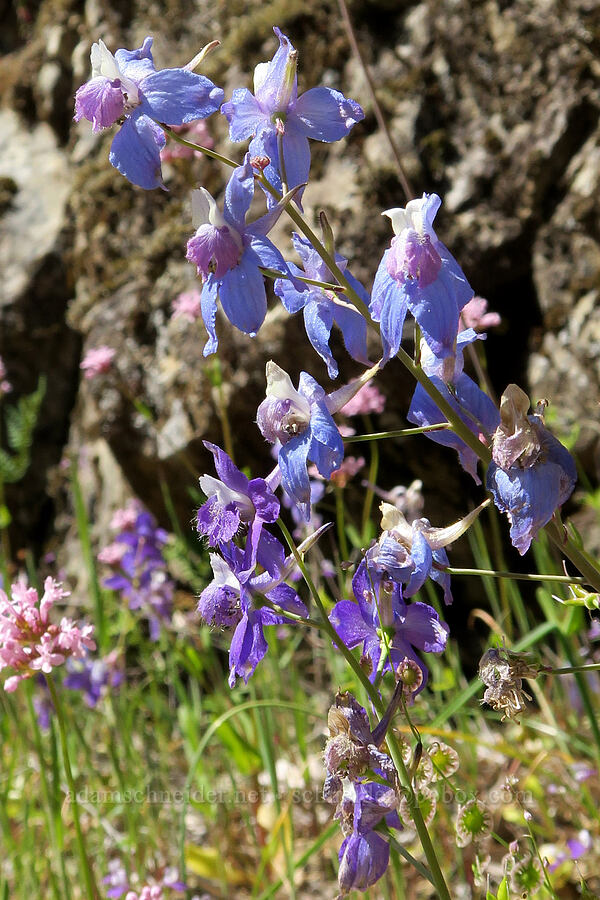 weird blue & pink larkspur (Delphinium nuttallianum) [Rogue River Trail, Josephine County, Oregon]
