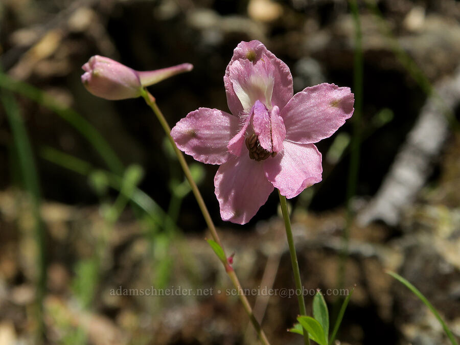 hybrid larkspur (Delphinium nuttallianum x nudicaule) [Rogue River Trail, Josephine County, Oregon]