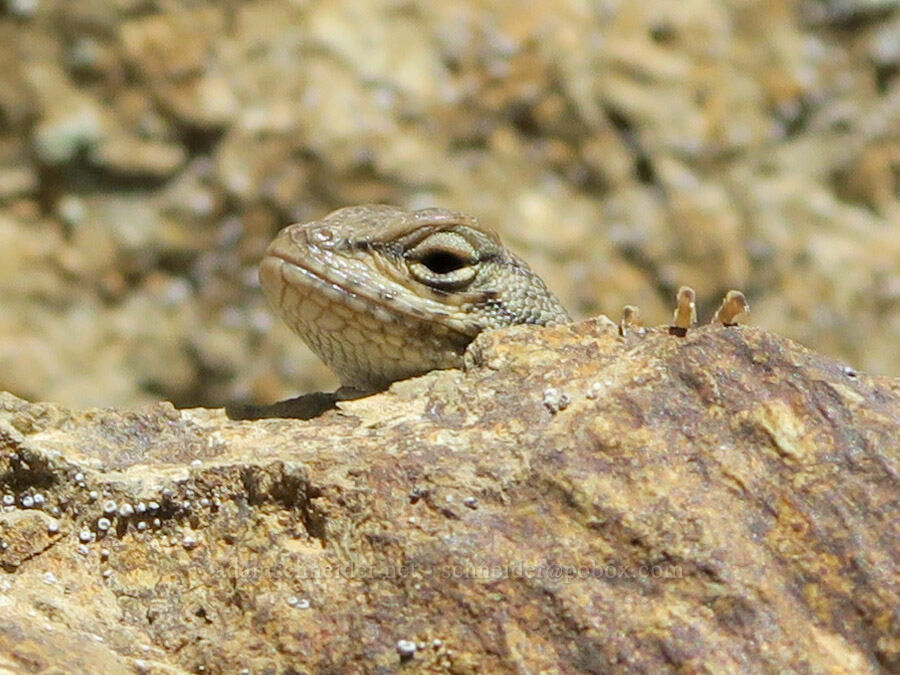 sneaky lizard (Sceloporus sp.) [Rogue River Trail, Josephine County, Oregon]