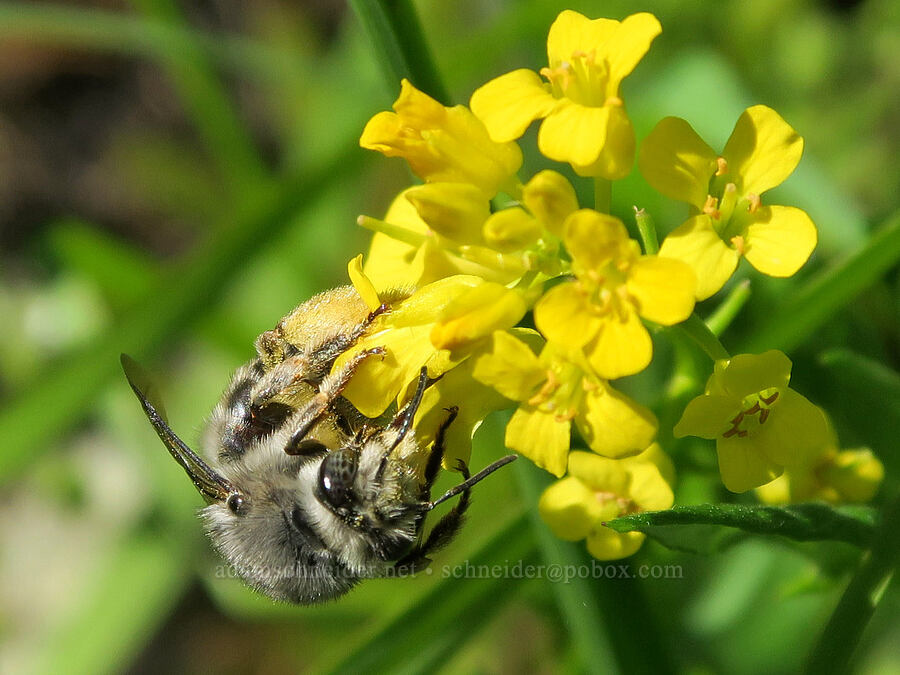 mountain digger bee on winter-cress (Habropoda sp., Barbarea orthoceras) [Rainie Falls, Josephine County, Oregon]