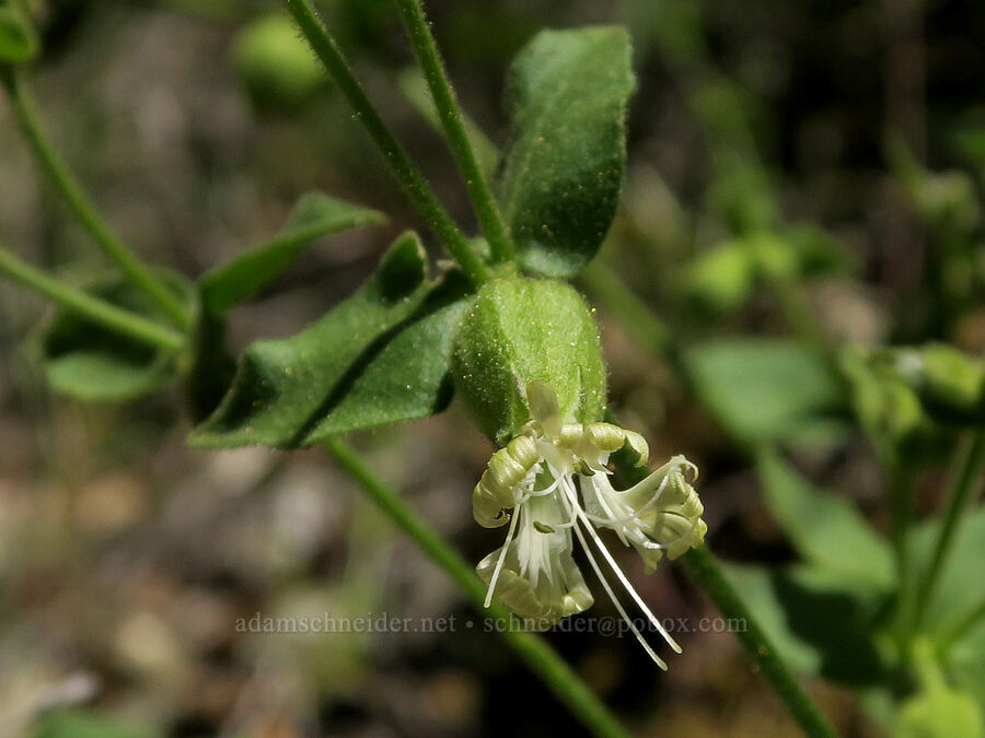 bell catchfly (Silene greenei ssp. greenei (Silene campanulata ssp. glandulosa)) [Rogue River Trail, Josephine County, Oregon]