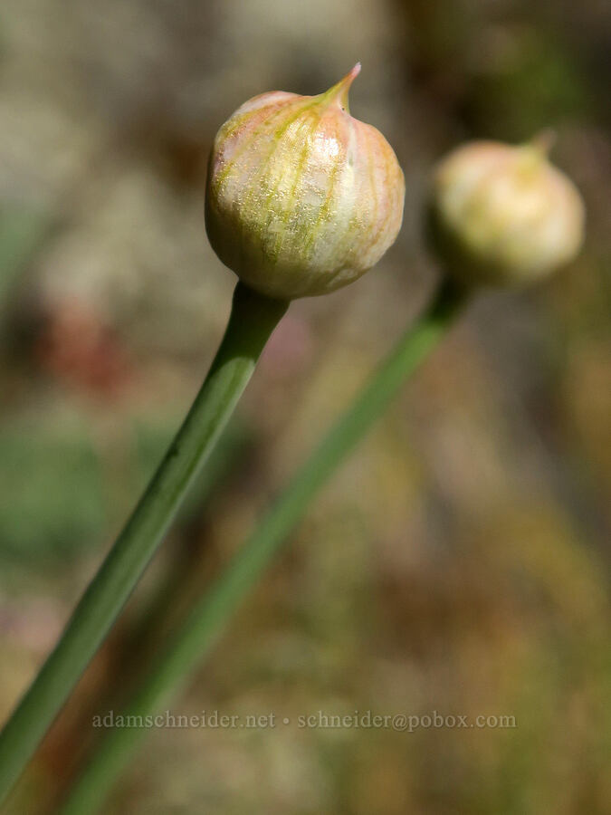 onion, budding (Allium sp.) [Rogue River Trail, Josephine County, Oregon]