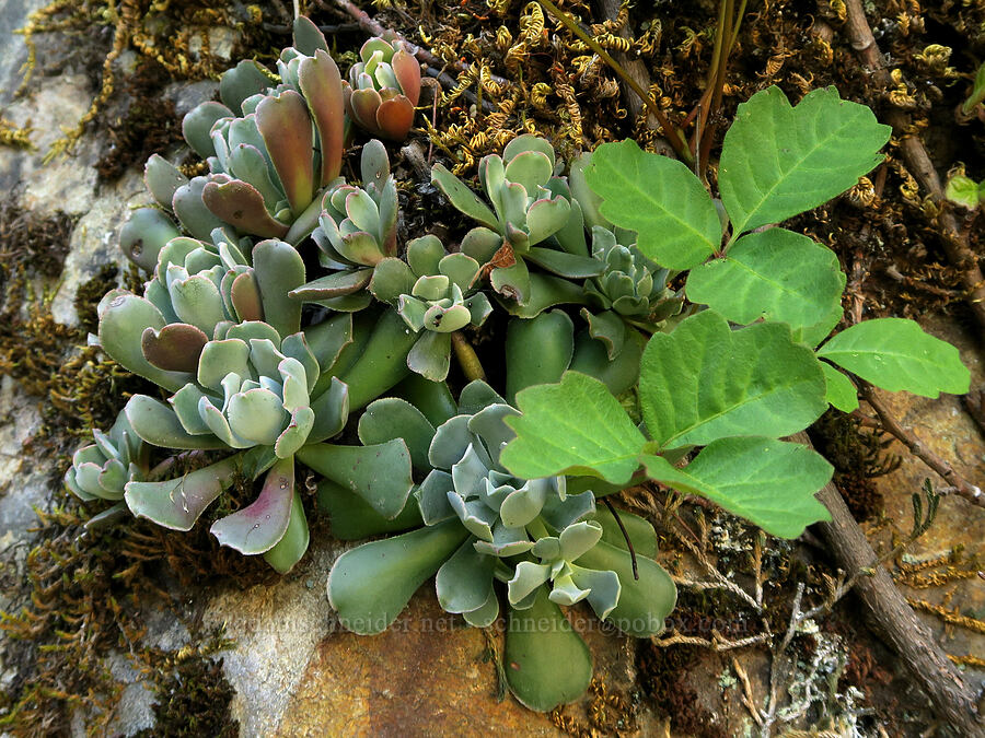 stonecrop & poison-oak leaves (Sedum sp., Toxicodendron diversilobum (Rhus diversiloba)) [Rogue River Trail, Josephine County, Oregon]
