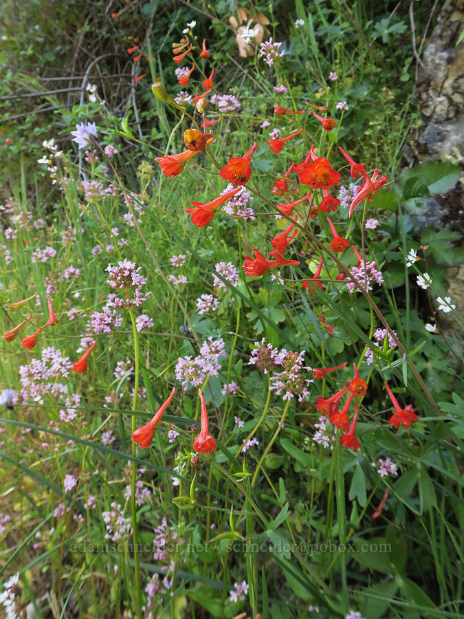 red larkspur & rosy plectritis (Delphinium nudicaule, Plectritis congesta) [Rogue River Trail, Josephine County, Oregon]
