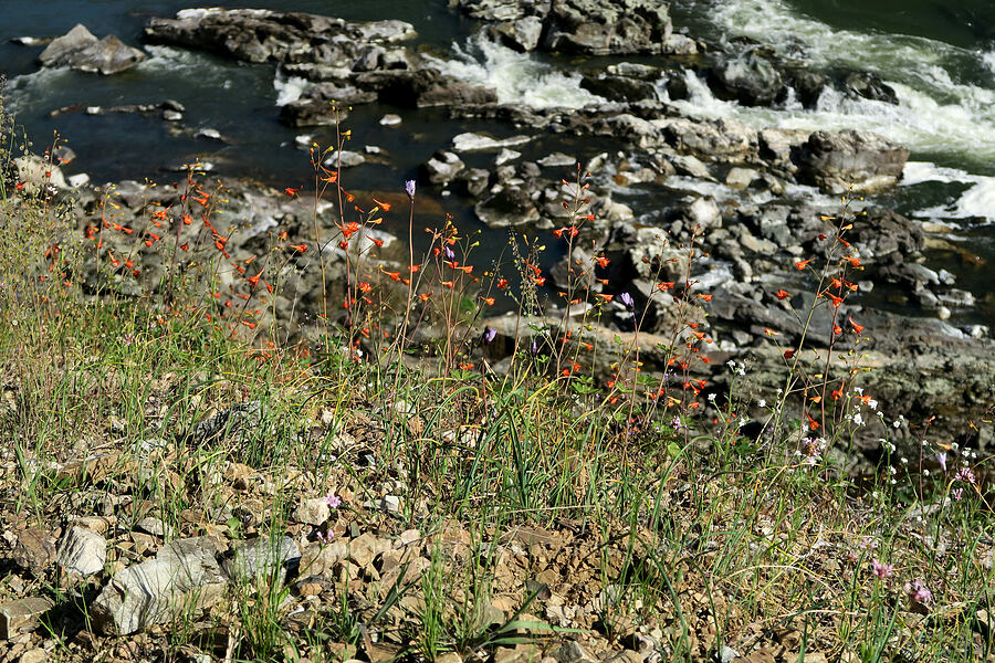 wildflowers & the Rogue River (Delphinium nudicaule, Dichelostemma capitatum (Dipterostemon capitatus), Thysanocarpus curvipes, Plectritis congesta, Cryptantha sp.) [Rogue River Trail, Josephine County, Oregon]