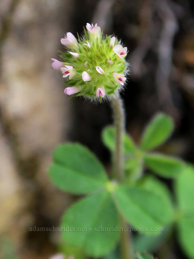 small-head clover (Trifolium microcephalum) [Rogue River Trail, Josephine County, Oregon]
