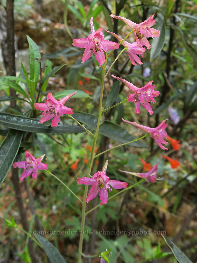 hybrid larkspur (Delphinium nuttallianum x nudicaule) [Rogue River Trail, Josephine County, Oregon]