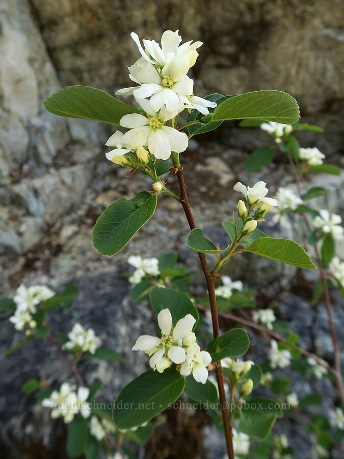 serviceberry flowers (Amelanchier sp.) [Rogue River Trail, Josephine County, Oregon]