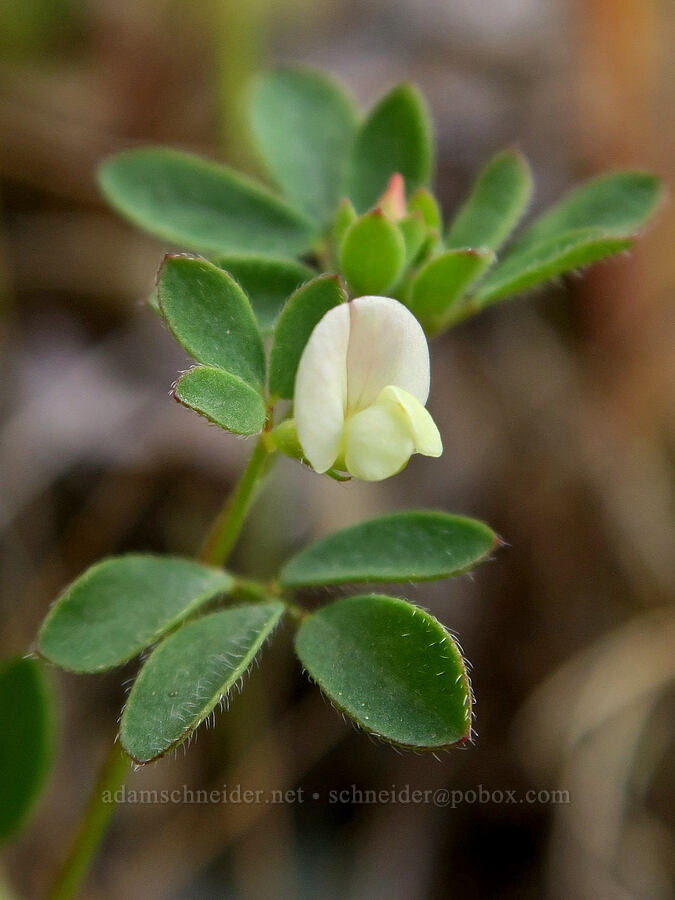 small-flowered lotus (Acmispon parviflorus (Lotus micranthus)) [Rogue River Trail, Josephine County, Oregon]